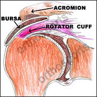 Normal Subacromial Bursa and rotator cuff