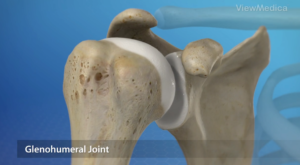 glenohumeral joint